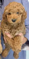 Mini Yale, a male Miniature Goldendoodle for sale in Menomonee Falls, WI – 1 of 1