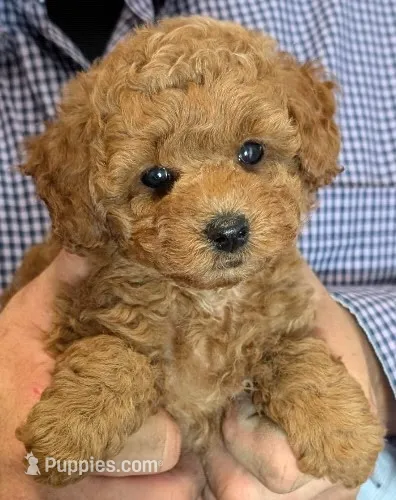 Teacup Ezekiel – Miniature Goldendoodle puppy for sale in Menomonee Falls, WI