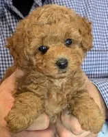 Teacup Ezekiel, a male Miniature Goldendoodle for sale in Menomonee Falls, WI – 1 of 3