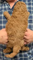 Petite mini Oryon, a male Miniature Goldendoodle for sale in Menomonee Falls, WI – Photo 3 of 3