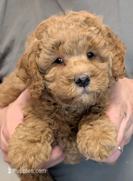 Petite mini Oryon – Miniature Goldendoodle puppy for sale in Menomonee Falls, WI