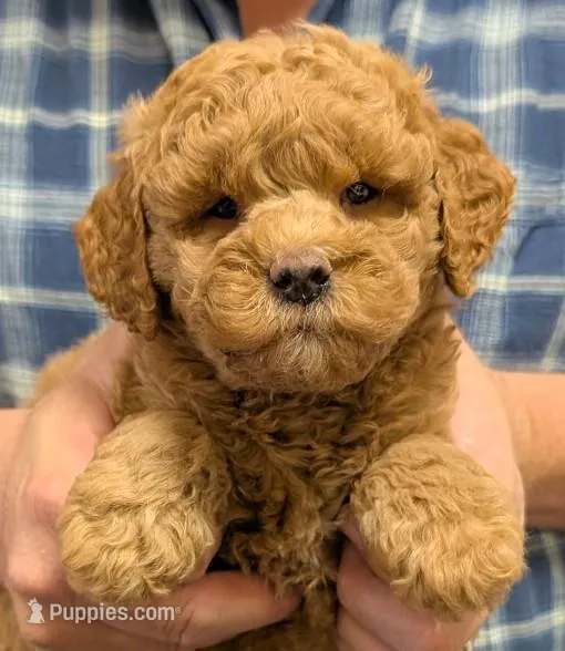 Petite mini Oryon – Miniature Goldendoodle puppy for sale in Menomonee Falls, WI