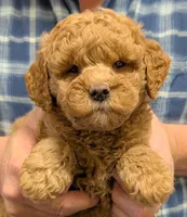 Petite mini Oryon, a male Miniature Goldendoodle for sale in Menomonee Falls, WI – Photo 1 of 3