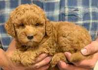 Petite mini Oryon, a male Miniature Goldendoodle for sale in Menomonee Falls, WI – Photo 2 of 3