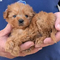 Teacup Donatello, a male Miniature Goldendoodle for sale in Menomonee Falls, WI – 2 of 3