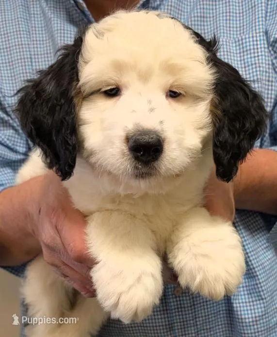 Mini Murphy – Miniature Bernedoodle puppy for sale in Menomonee Falls, WI