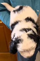 Mini Murphy, a male Miniature Bernedoodle for sale in Menomonee Falls, WI – Photo 2 of 2