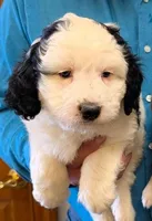 Mini Murphy, a male Miniature Bernedoodle for sale in Menomonee Falls, WI – Photo 1 of 2