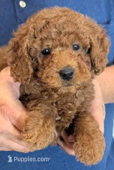 Mini Boaz – Miniature Goldendoodle puppy for sale in Menomonee Falls, WI