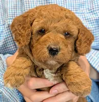 Petite mini Vikrum, a male Miniature Goldendoodle for sale in Menomonee Falls, WI – 1 of 3