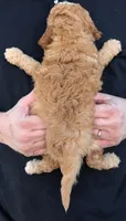 Petite mini Drummond, a male Miniature Goldendoodle for sale in Menomonee Falls, WI – 3 of 3