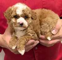 Teacup Olyvia, a female Miniature Goldendoodle for sale in Menomonee Falls, WI – Photo 2 of 3