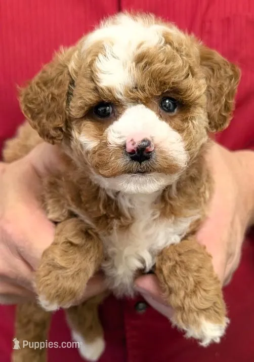 Teacup Olyvia – Miniature Goldendoodle puppy for sale in Menomonee Falls, WI