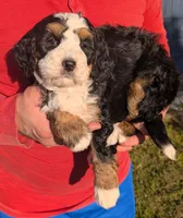 Mini Marley, a female Miniature Bernedoodle for sale in Menomonee Falls, WI – 2 of 3