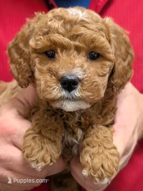 Petite mini Raeya – Miniature Goldendoodle puppy for sale in Menomonee Falls, WI