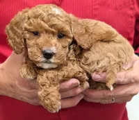 Petite mini Raeya, a female Miniature Goldendoodle for sale in Menomonee Falls, WI – Photo 2 of 3
