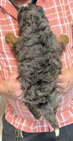 Mini Katie, a female Miniature Bernedoodle for sale in Menomonee Falls, WI – 3 of 3