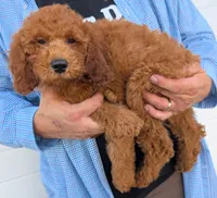 Mini Corbin, a male Miniature Goldendoodle for sale in Menomonee Falls, WI – 2 of 3