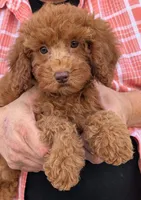 Mini Cassidy, a female Miniature Goldendoodle for sale in Menomonee Falls, WI – 1 of 3