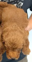 Mini Blayke, a female Miniature Goldendoodle for sale in Menomonee Falls, WI – 2 of 2