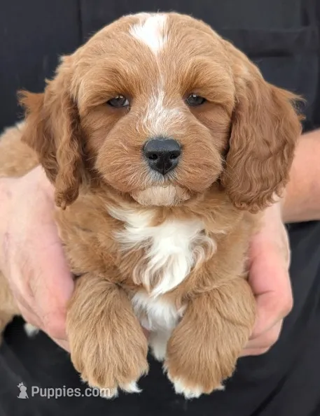 Petite mini Vincino – Miniature Goldendoodle puppy for sale in Menomonee Falls, WI