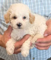 Teacup River, a male Miniature Goldendoodle for sale in Menomonee Falls, WI – 2 of 3