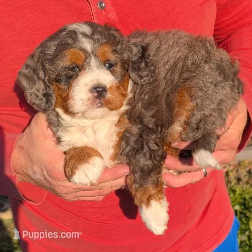 Mini Melody  – Miniature Bernedoodle puppy for sale in Menomonee Falls, WI