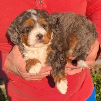 Mini Melody , a female Miniature Bernedoodle for sale in Menomonee Falls, WI – 1 of 3