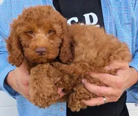 Mini Calvin, a male Miniature Goldendoodle for sale in Menomonee Falls, WI – 2 of 3