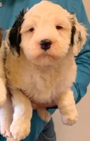 Mini Murray, a male Miniature Bernedoodle for sale in Menomonee Falls, WI – Photo 1 of 2