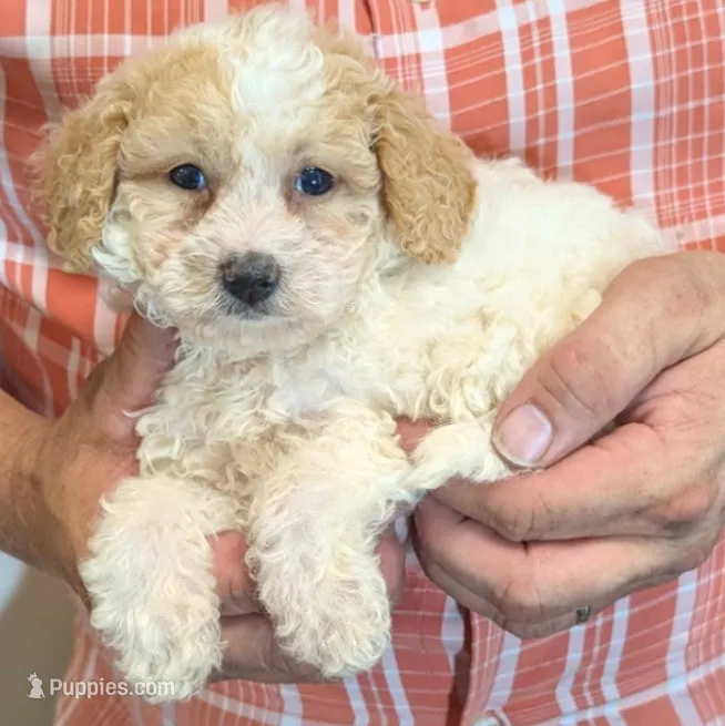 Teacup Rhea – Miniature Goldendoodle puppy for sale in Menomonee Falls, WI