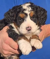 Mini Manley, a male Miniature Bernedoodle for sale in Menomonee Falls, WI – 2 of 3