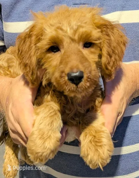 Petite mini Drew – Miniature Goldendoodle puppy for sale in Menomonee Falls, WI