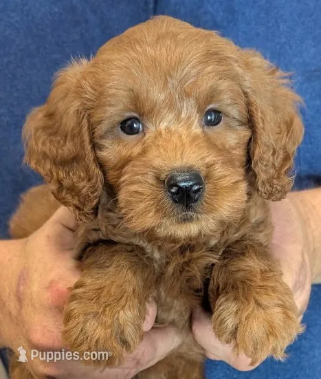 Mini Brewster – Miniature Goldendoodle puppy for sale in Menomonee Falls, WI