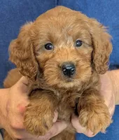 Mini Brewster, a male Miniature Goldendoodle for sale in Menomonee Falls, WI – 1 of 3