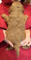 Teacup mini Scarlett, a female Miniature Goldendoodle for sale in Menomonee Falls, WI – 3 of 3