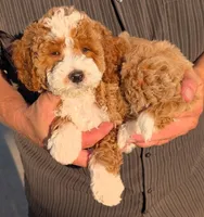 Mini Mikah, a male Miniature Goldendoodle for sale in Menomonee Falls, WI – 2 of 3
