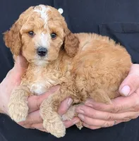 Petite mini Drummond, a male Miniature Goldendoodle for sale in Menomonee Falls, WI – 2 of 3