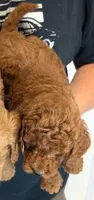 Mini Boaz, a male Miniature Goldendoodle for sale in Menomonee Falls, WI – 2 of 2
