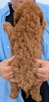 Mini Cyrus, a male Miniature Goldendoodle for sale in Menomonee Falls, WI – 3 of 3
