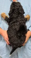 Mini Petite Westley, a male Miniature Bernedoodle for sale in Menomonee Falls, WI – Photo 3 of 3