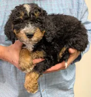 Mini Petite Westley, a male Miniature Bernedoodle for sale in Menomonee Falls, WI – Photo 2 of 3