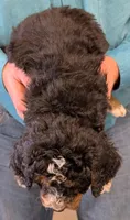 Mini Petite Westley, a male Miniature Bernedoodle for sale in Menomonee Falls, WI – Photo 2 of 2