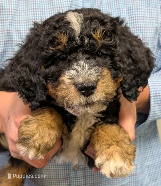 Mini Petite Westley – Miniature Bernedoodle puppy for sale in Menomonee Falls, WI