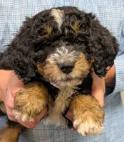 Mini Petite Westley, a male Miniature Bernedoodle for sale in Menomonee Falls, WI – Photo 1 of 3