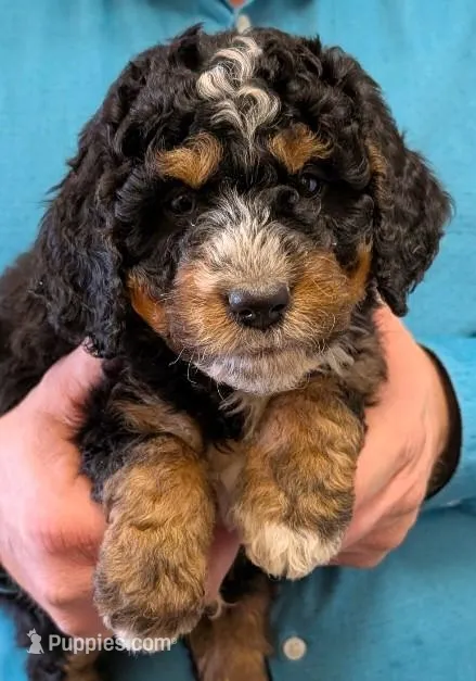Mini Petite Westley – Miniature Bernedoodle puppy for sale in Menomonee Falls, WI
