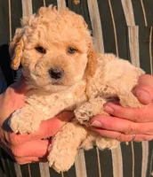 Petite mini Bentley, a male Miniature Goldendoodle for sale in Menomonee Falls, WI – Photo 2 of 3