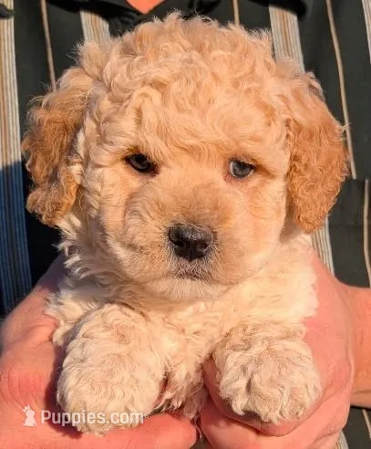 Petite mini Bentley – Miniature Goldendoodle puppy for sale in Menomonee Falls, WI