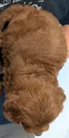 Mini Bennett, a male Miniature Goldendoodle for sale in Menomonee Falls, WI – 2 of 2