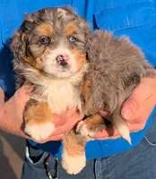 Mini Zaid, a male Miniature Bernedoodle for sale in Menomonee Falls, WI – Photo 2 of 3